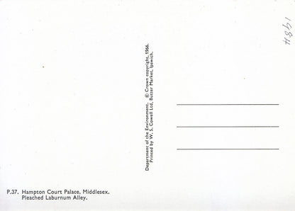 Middlesex Postcard - Hampton Court Palace, Pleached Laburnum Alley   SM248
