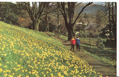 Cumbria Postcard - Dora's Field, Rydal   SL2313