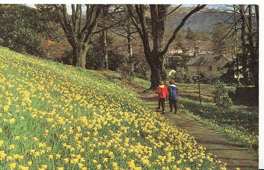Cumbria Postcard - Dora's Field, Rydal   SL2313