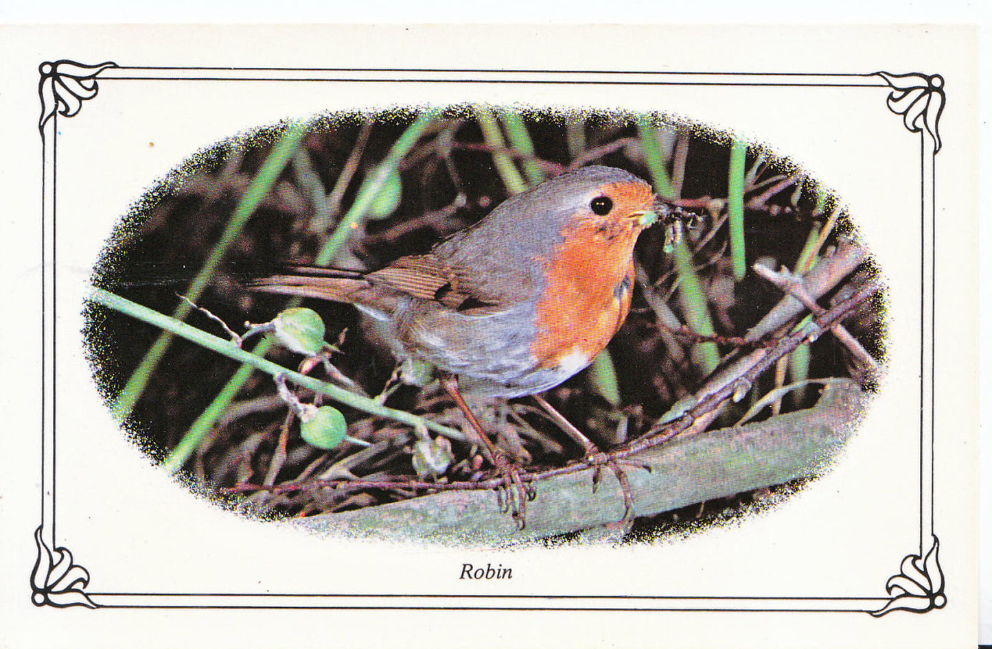Animal Postcard - Birds, Robin  SL257