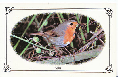 Animal Postcard - Birds, Robin  SL257