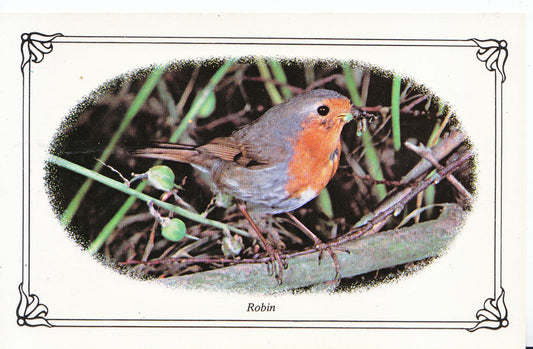 Animal Postcard - Birds, Robin  SL257
