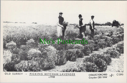 London Postcard - Old Surrey, Picking Mitcham Lavender c1908 - SW13588