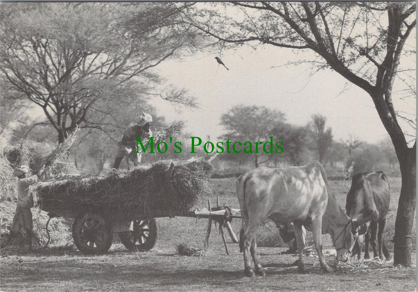 India Postcard - Farming Near Tilonia, Rajasthan (Repro) RR15126