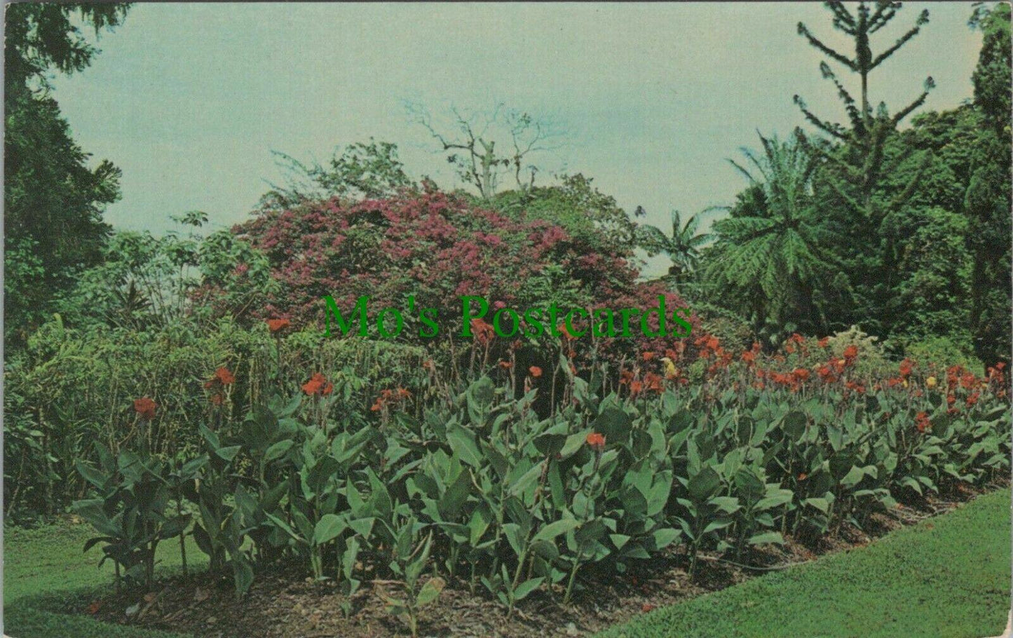 West Indies Postcard - Royal Botanic Gardens, St Ann's, Trinidad  RS26154