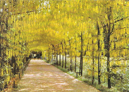 Middlesex Postcard - Hampton Court Palace, Pleached Laburnum Alley   SM248