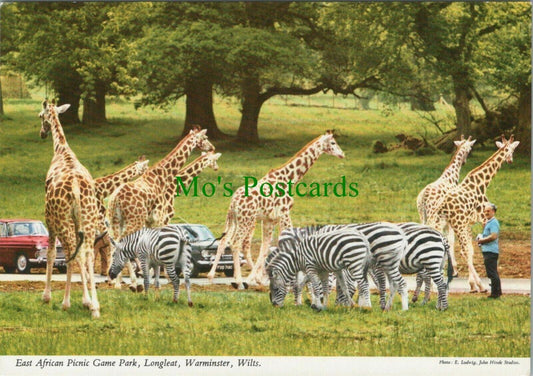 Wiltshire Postcard - East African Picnic Game, Longleat Park, Warminster RR12316
