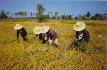 Load image into Gallery viewer, Thailand Postcard - Thai Farmers Are Harvesting Their Rice  9410A
