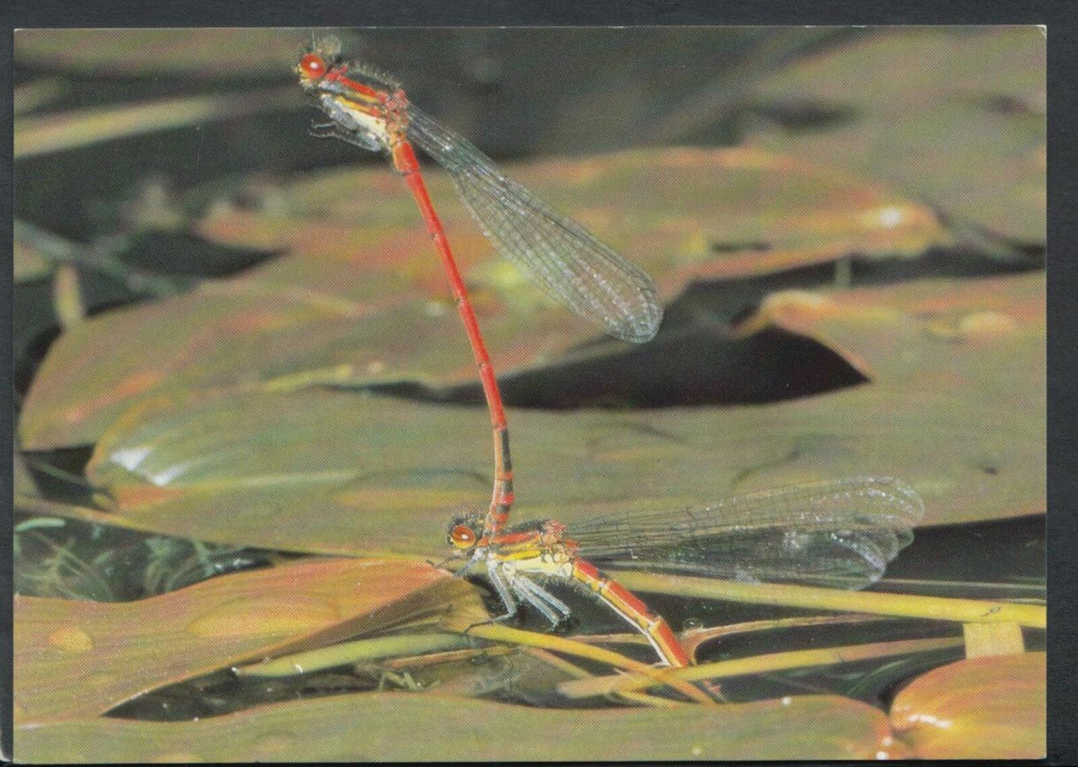 Animals Postcard: Insects,  Damselfly Ovipositing  RR4004