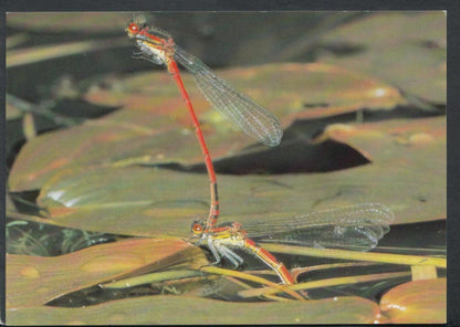 Animals Postcard: Insects,  Damselfly Ovipositing  RR4004