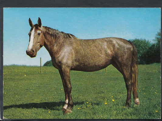 Animals Postcard - Horses - Horse in a Field  RR4907