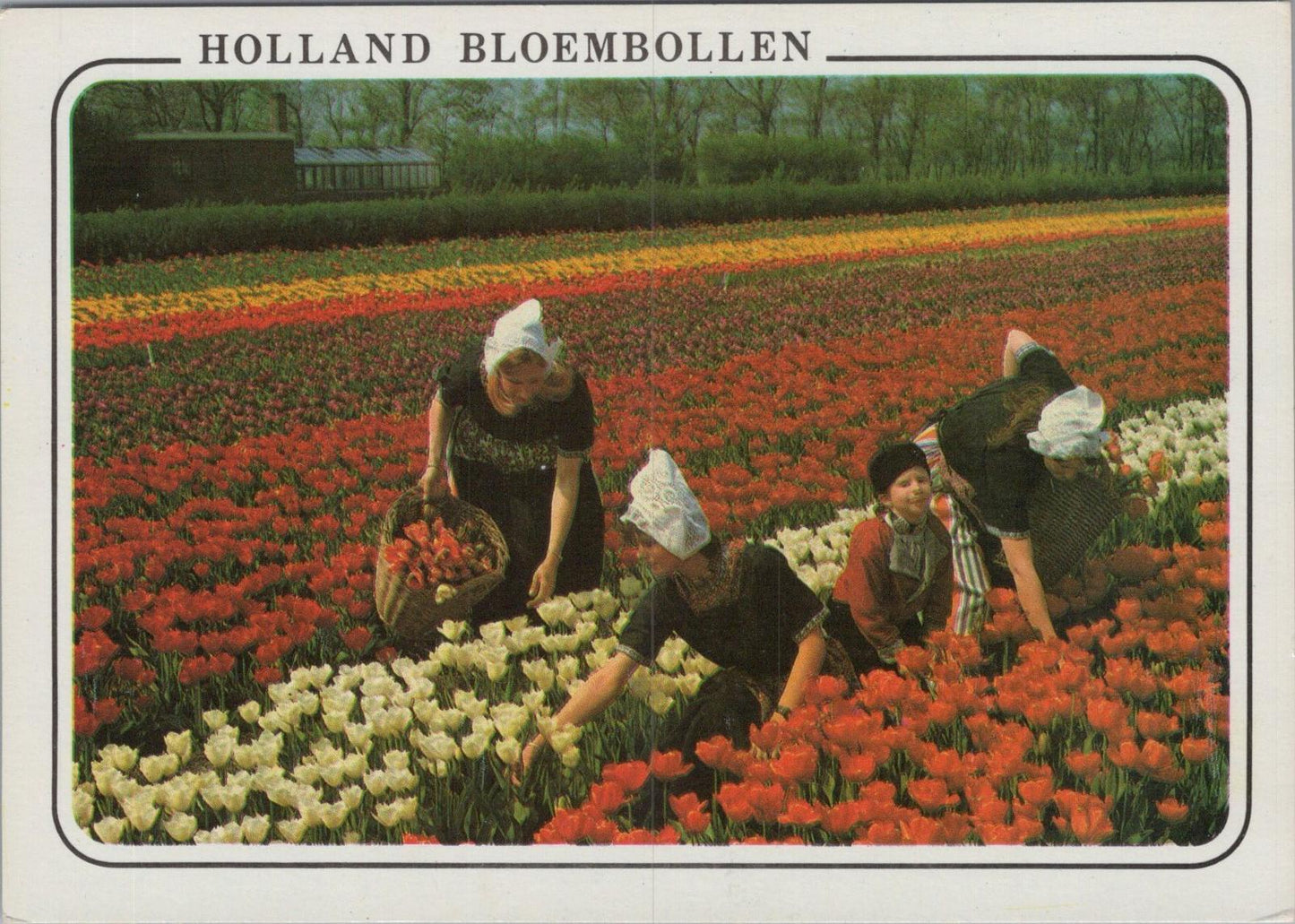 Netherlands Postcard - Picking Flowers - Holland Bloembollen RRR1389