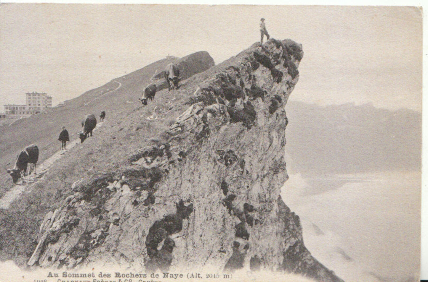 Switzerland Postcard: Sommet des Rochers de Naye, Alpine Mountain Peak 13256A