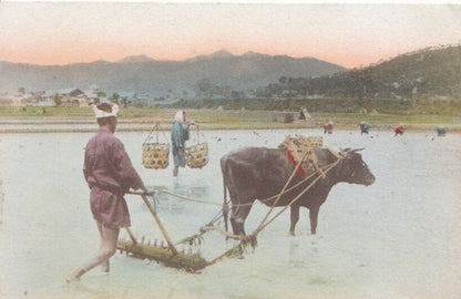 Japan Postcard:Rice Field Farmer Ox Plowing Agriculture Hand Colored 1910s 5989A