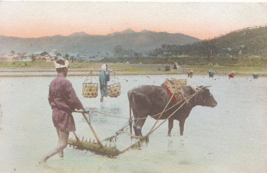 Japan Postcard:Rice Field Farmer Ox Plowing Agriculture Hand Colored 1910s 5989A