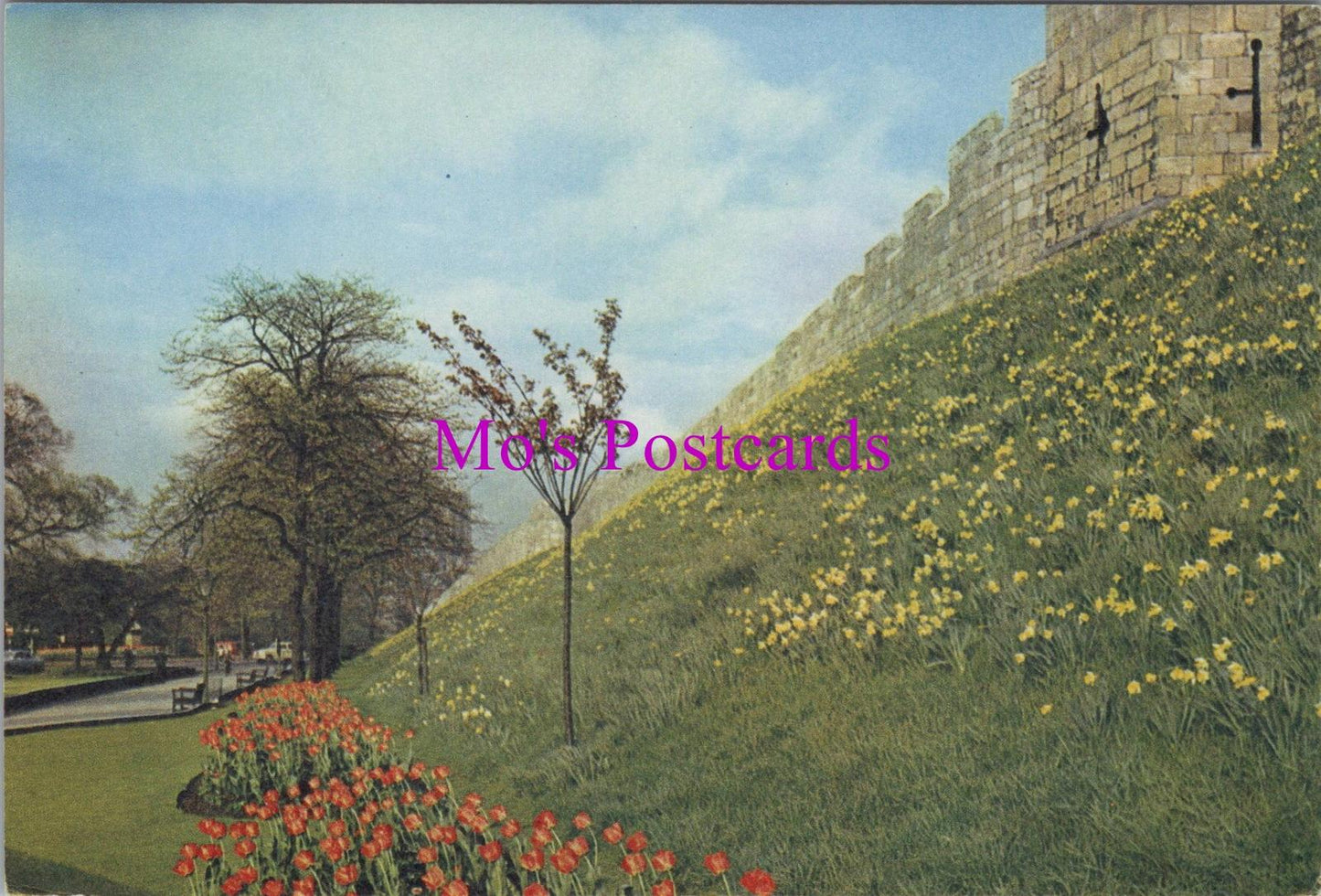 Yorkshire Postcard - York, The Walls, Springtime Daffodils  RR20481