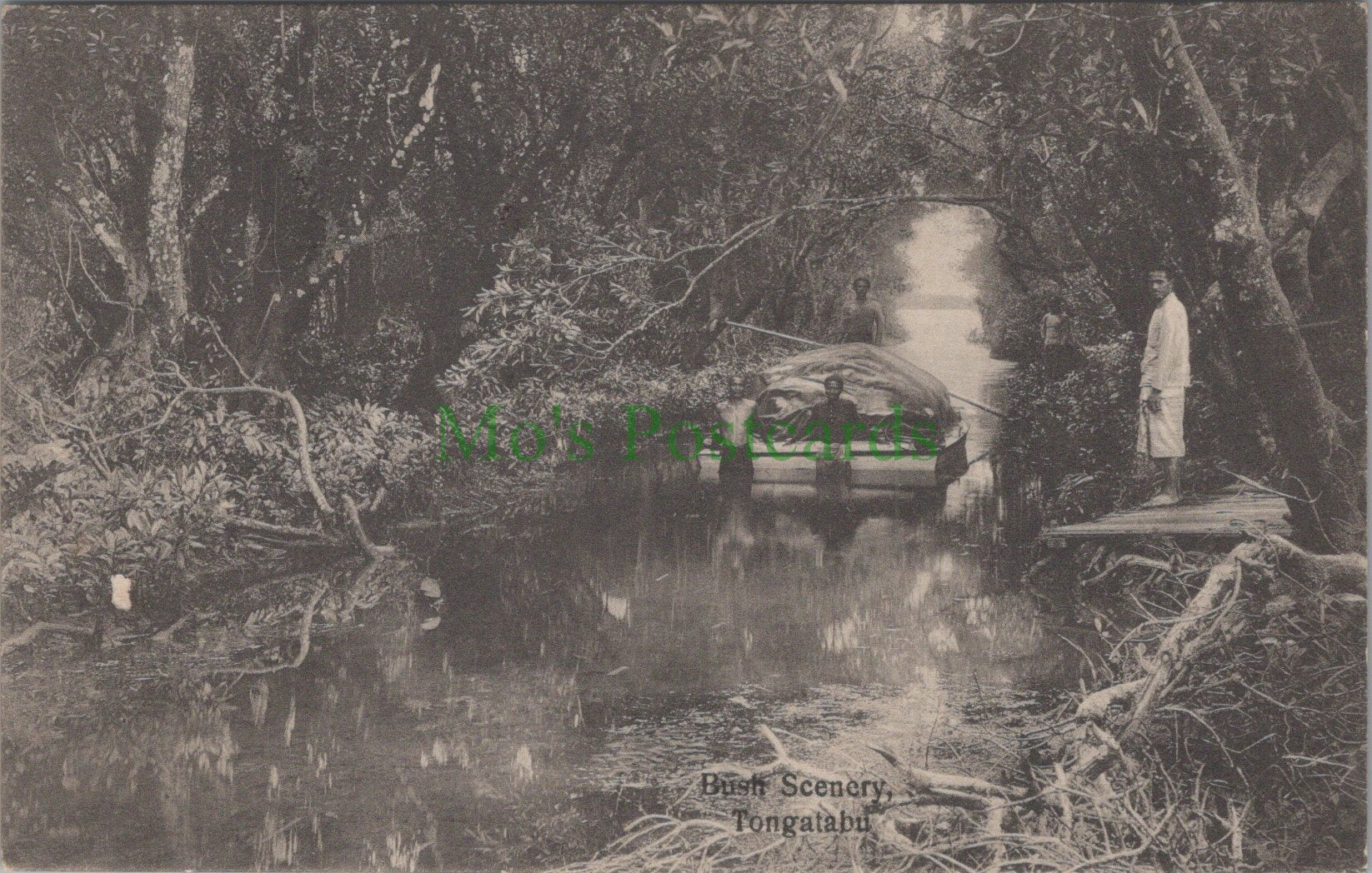 Tonga Postcard - Bush Scenery, Tongatabu   HP647