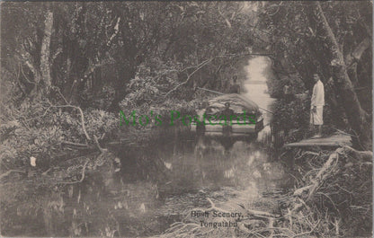 Tonga Postcard - Bush Scenery, Tongatabu   HP647