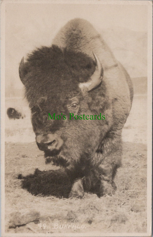 Animals Postcard - A Buffalo, Banff, Canada Ref.SW9872