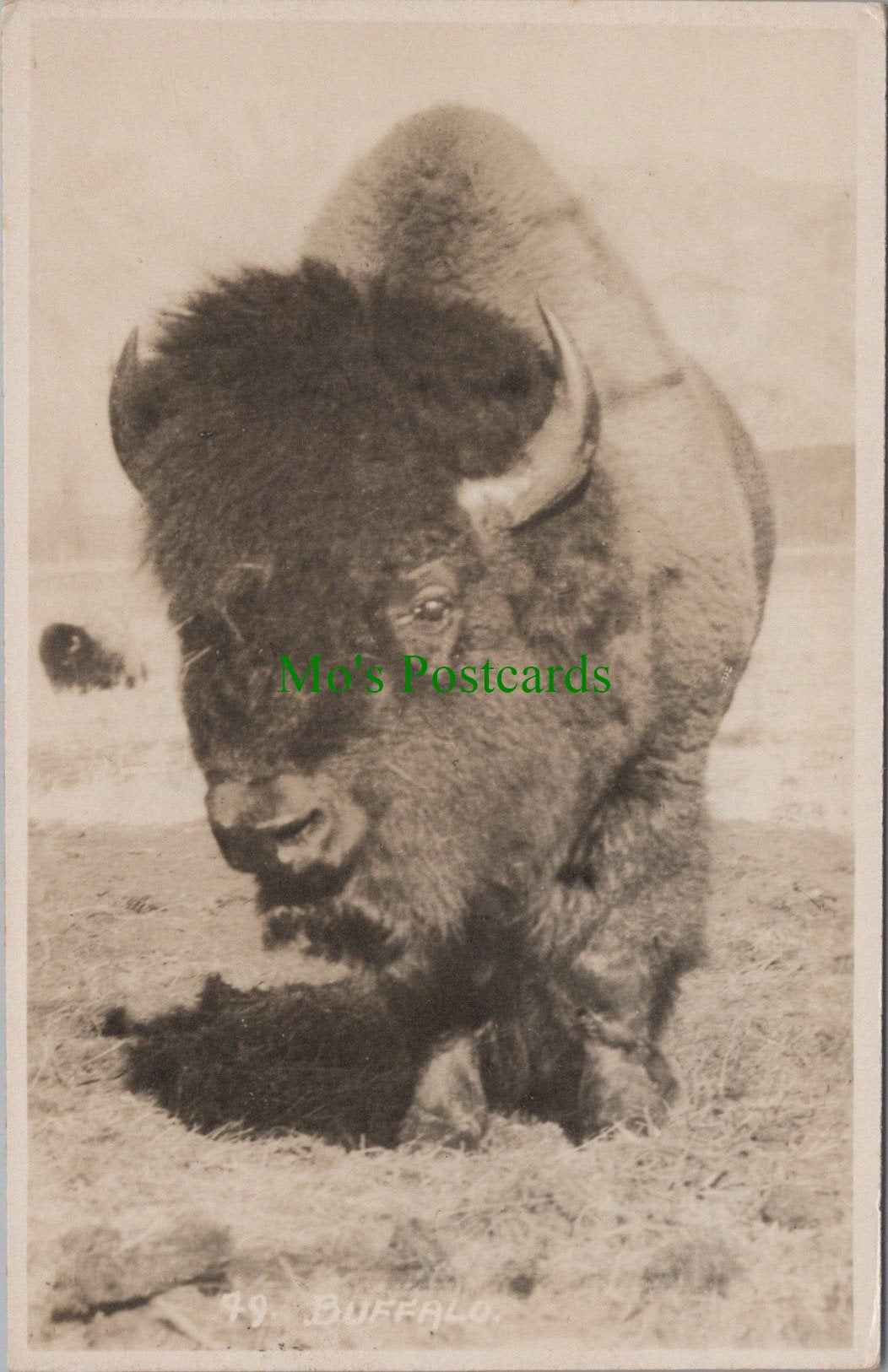 Animals Postcard - A Buffalo, Banff, Canada Ref.SW9872