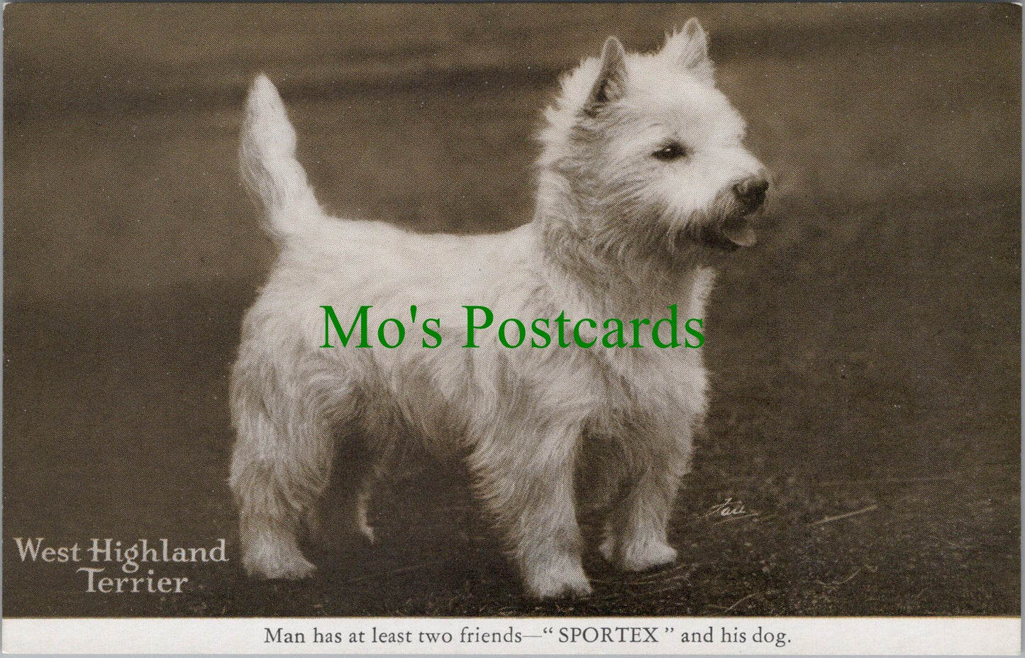 Animals Postcard - Dogs - A West Highland Terrier - "Sportex"  Ref.SW9876