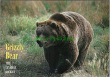 Load image into Gallery viewer, Grizzly Bear, The Canadian Rockies
