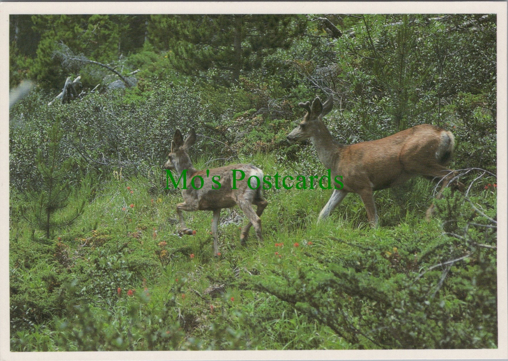 Pair of Mule Deer, Canada