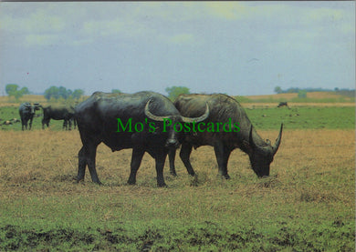 Water Buffalo, Northern Territory, Australia