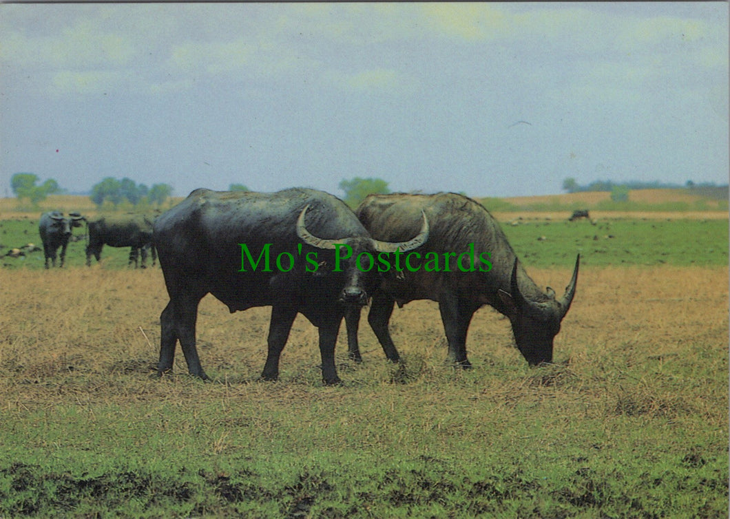 Water Buffalo, Northern Territory, Australia