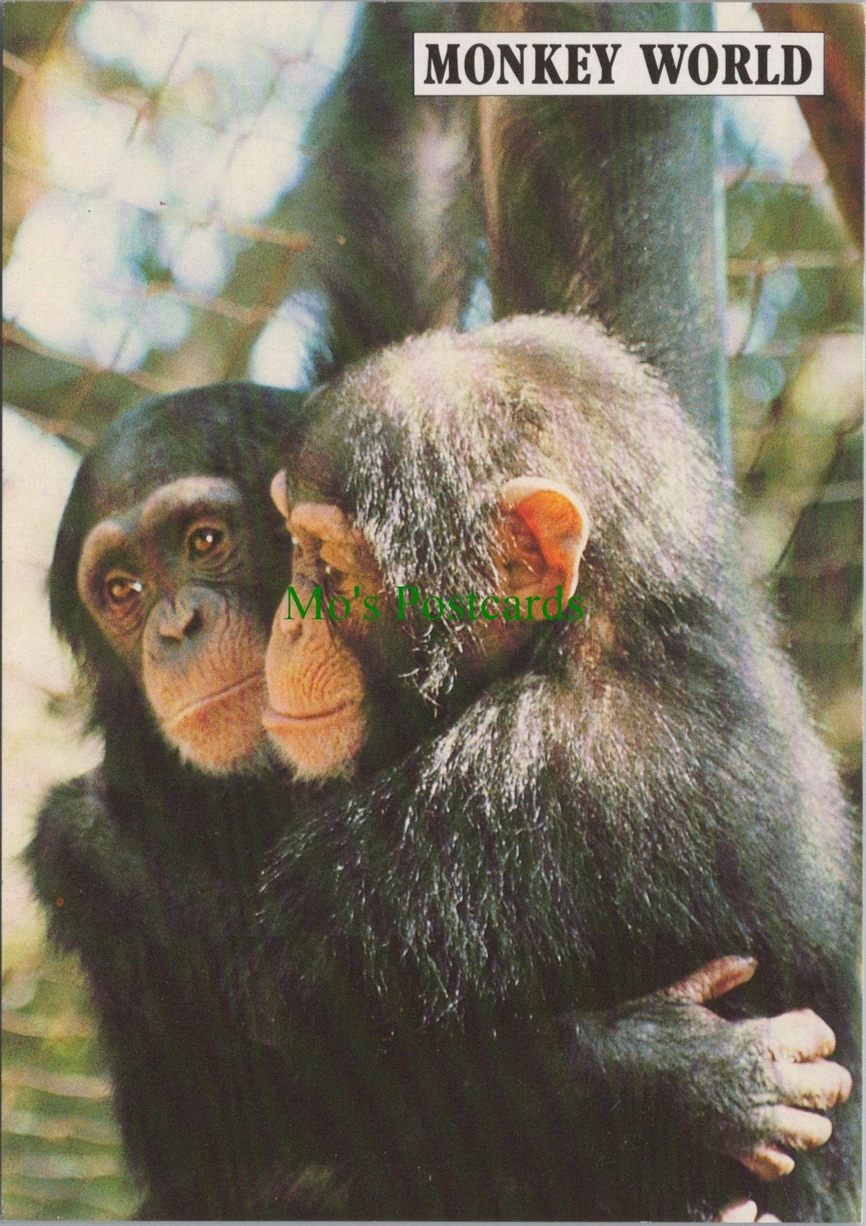 "Cherri" and "Kay", Monkey World Ape Rescue Centre