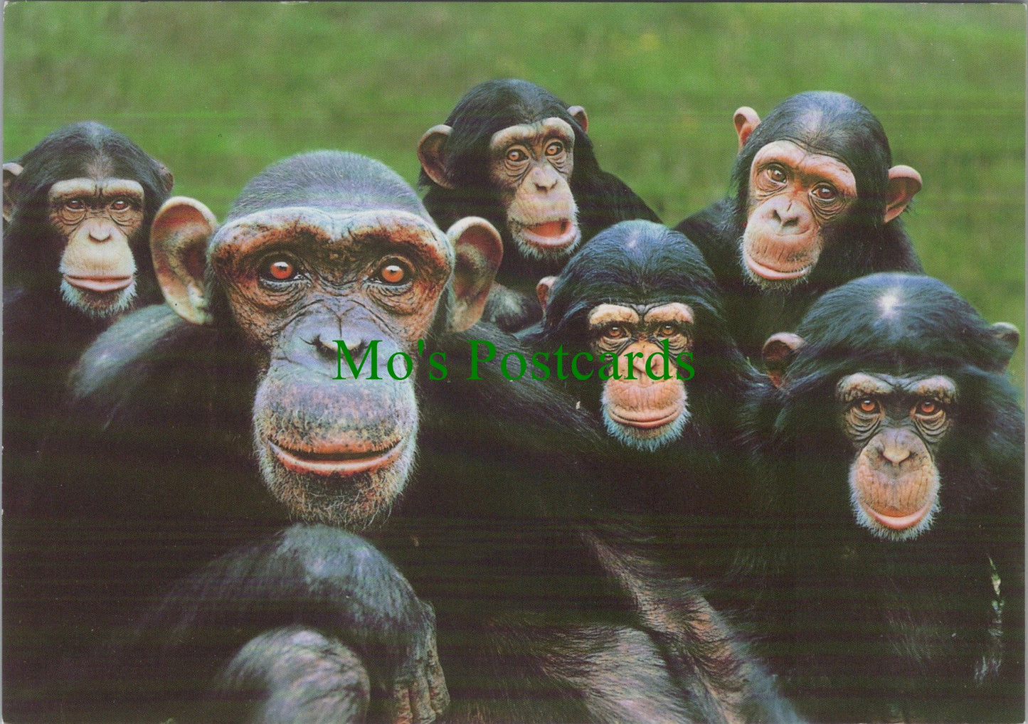 Sally and The Boys, Monkey World Ape Rescue Centre