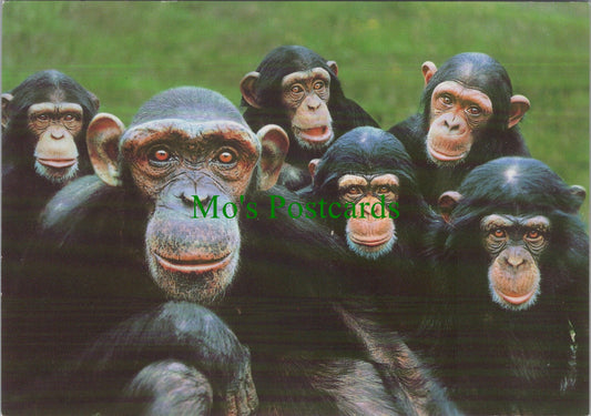 Sally and The Boys, Monkey World Ape Rescue Centre
