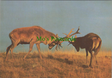 Rutting Stags at The Highland Wildlife Park