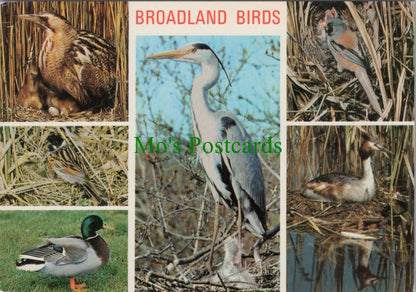 Broadland Birds, Heron, Bittern, Drake Mallard SW9144