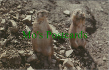 Load image into Gallery viewer, Animals Postcard - Prairie Dogs at The Welsh Mountain Zoo, Colwyn Bay Ref.SW10180
