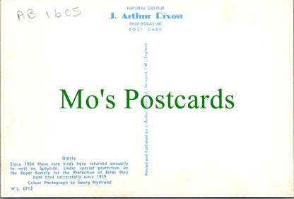 Animals Postcard - Birds - Osprey and Nest Ref.SW10226