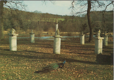 Birds Postcard - Peacock at Child-Beale Wildlife Trust, Basildon-on-Thames Ref.SW9997