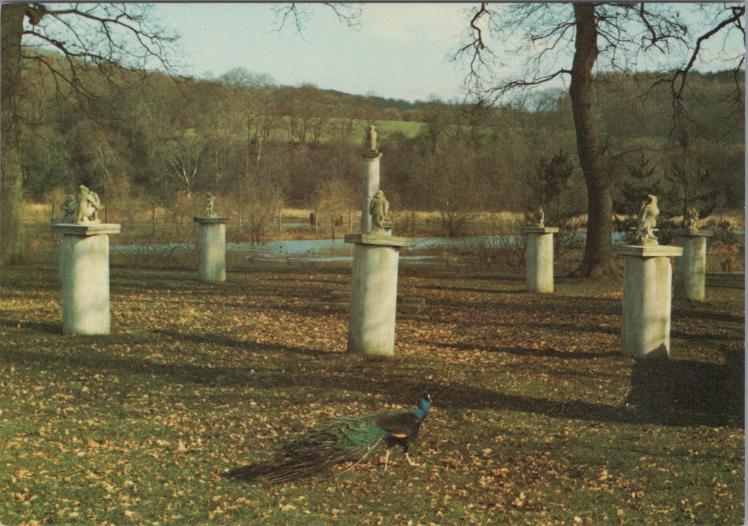 Birds Postcard - Peacock at Child-Beale Wildlife Trust, Basildon-on-Thames Ref.SW9997