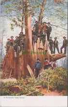 Load image into Gallery viewer, A Monster Tree Stump, California Giant Trees
