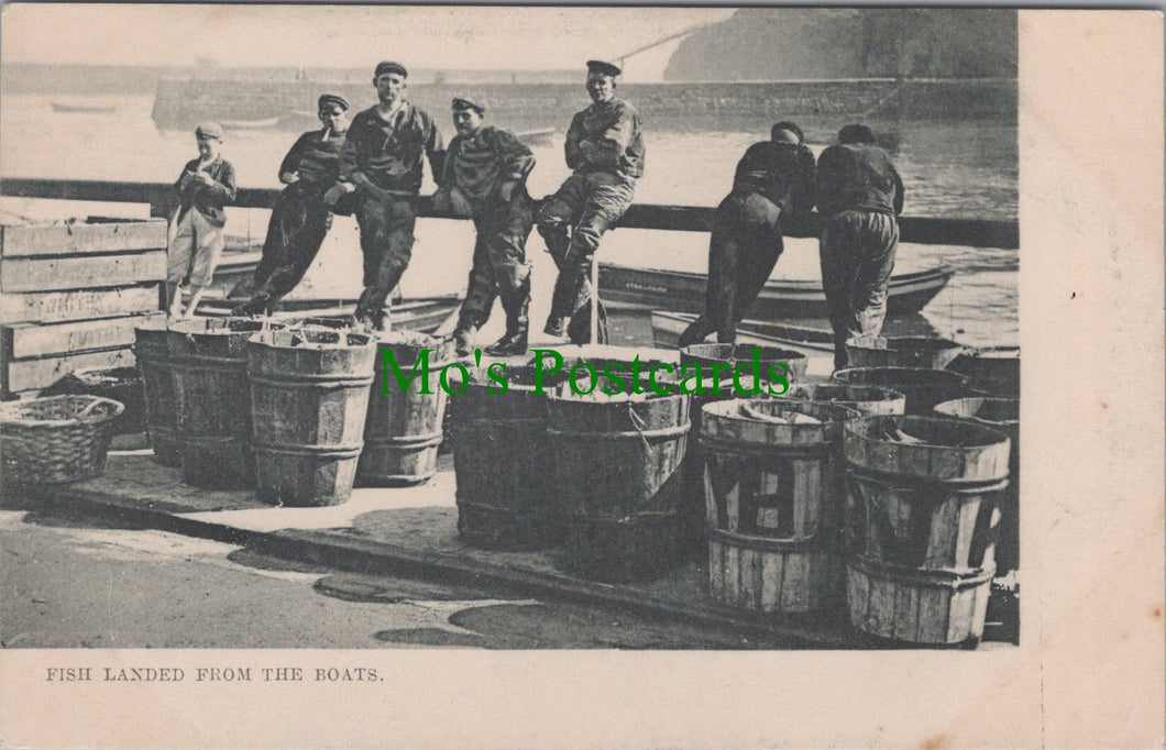 Fisher Life, Fish Landed From The Boats