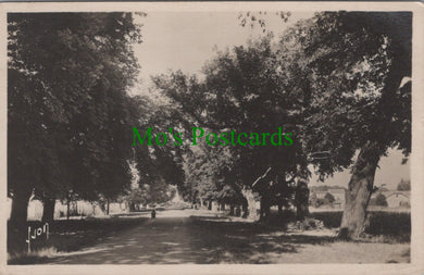 France Postcard - Commercy, Meuse, Avenue Des Tilleuls SW10532