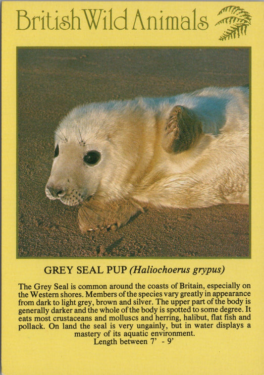 Animals Postcard - Grey Seal Pup, British Wild Animals SW10300