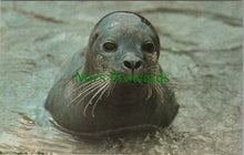 Load image into Gallery viewer, Animals Postcard - &quot;Sunshine&quot; Baby Seal, Brighton Aquarium, Sussex SW10369
