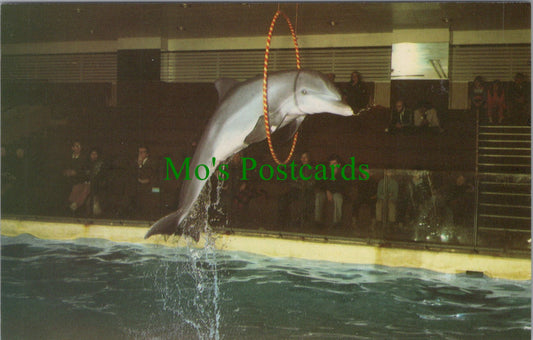 Animals Postcard - Dolphin at Brighton Aquarium, Sussex  SW10372