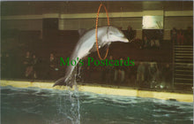 Load image into Gallery viewer, Animals Postcard - Dolphin at Brighton Aquarium, Sussex  SW10372
