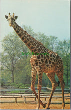Load image into Gallery viewer, Animals Postcard - Giraffe, The Zoological Society of London SW10376
