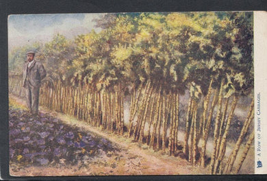 Channel Islands Postcard - A Row of Jersey Cabbages - Mo’s Postcards 