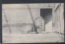 Load image into Gallery viewer, Animals Postcard - Lion at The Zoo, Clifton, 1908 - Mo’s Postcards 
