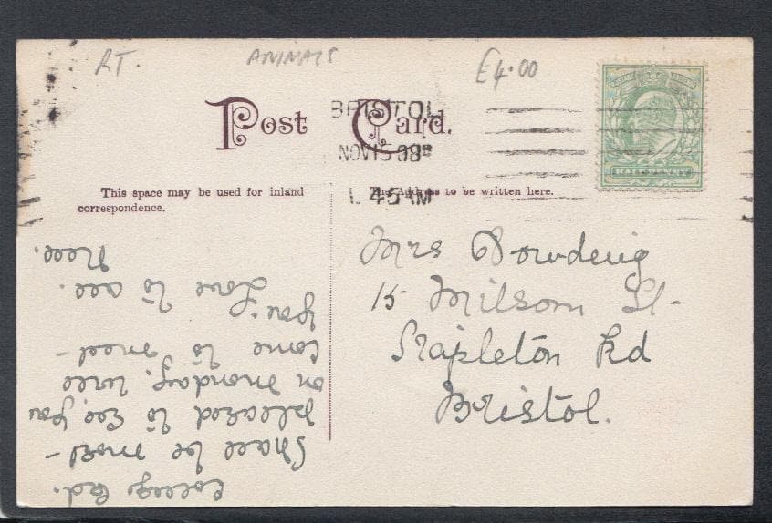 Animals Postcard - Lion at The Zoo, Clifton, 1908 - Mo’s Postcards 