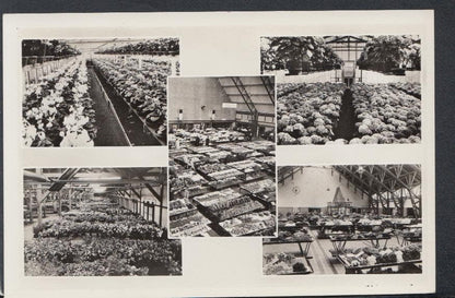 Netherlands Postcard - Aalsmeer - Bloemencentrum Van Europa - The Flower Centre of Europe - Mo’s Postcards 